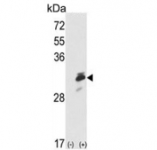 Western blot testing of 1) non-transfected and 2) transfected 293 cell lysate with Endoplasmic reticulum resident protein 29 antibody.