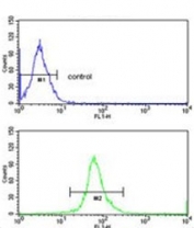 Flow cytometry testing of human NCI-H292 cells with Endoplasmic reticulum resident protein 29 antibody; Blue=isotype control, Green= Endoplasmic reticulum resident protein 29 antibody.