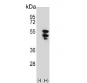 Western blot testing of 1) non-transfected and 2) transfected 293 cell lysate with TUFM antibody.