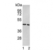 Western blot testing of human 1) Ramos and 2) HeLa cell lysate with TUFM antibody. Expected molecular weight: 43-46 kDa.