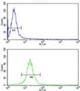 Flow cytometry testing of human HeLa cells with TUFM antibody; Blue=isotype control, Green= TUFM antibody.