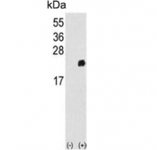 Western blot testing of 1) non-transfected and 2) transfected 293 cell lysate with Peroxiredoxin 1 antibody.