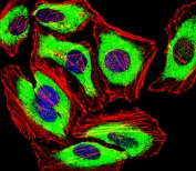 Immunofluorescent staining of fixed and permeabilized human HeLa cells with PRDX2 antibody (green), DAPI nuclear stain (blue) and anti-Actin (red).