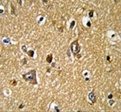 IHC testing of FFPE human brain tissue with PRDX2 antibody. HIER: steam section in pH6 citrate buffer for 20 min and allow to cool prior to staining.