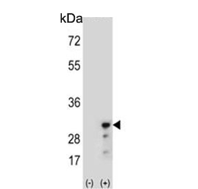 Western blot testing of 1) non-transfected and 2) transfected 293 cell lysate with PRDX3 antibody.