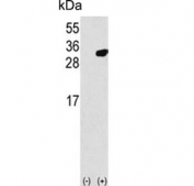Western blot testing of 1) non-transfected and 2) transfected 293 cell lysate with PRDX6 antibody.