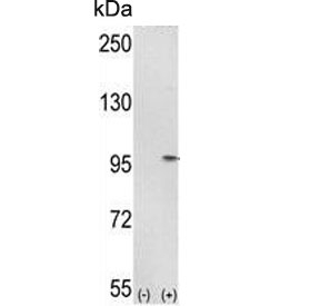 Western blot testing of 1) non-transfected and 2) transfected 293 cell lysate with IMMT antibody.