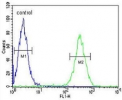 Flow cytometry testing of human Jurkat cells with HNRPL antibody; Blue=isotype control, Green= HNRPL antibody.