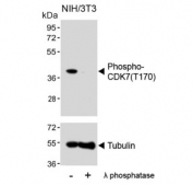 Western blot testing of lysate from mouse NIH 3T3 cells treated or non-treated with lambda protein phosphatase with phospho-CDK7 antibody. Expected molecular weight ~39 kDa.