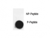 Dot blot analysis of phospho-CDK7 antibody. 50 nanograms of phos-peptide or nonphos-peptide per dot were spotted.