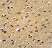 IHC testing of FFPE human brain tissue with PFAS antibody. HIER: steam section in pH6 citrate buffer for 20 min and allow to cool prior to staining.