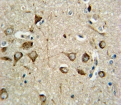 IHC testing of FFPE human brain tissue with ASMT antibody. HIER: steam section in pH6 citrate buffer for 20 min and allow to cool prior to staining.