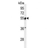 Western blot testing of mouse brain tissue lysate with PRP19 antibody. Predicted molecular weight ~55 kDa.