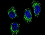 Immunofluorescent staining of human NCI-H460 cells with HSP90B1 antibody (green) and DAPI nuclear stain (blue).