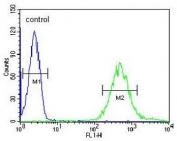Flow cytometry testing of human HL-60 cells with FUT6 antibody; Blue=isotype control, Green= FUT6 antibody.