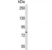 Western blot testing of zebrafish brain lysate with HSPA5 antibody. Predicted molecular weight: ~73 kDa, but routinely observed at 70-78 kDa.