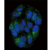 Immunofluorescent staining of human MCF7 cells with Peptide YY antibody (green) and DAPI nuclear stain (blue).