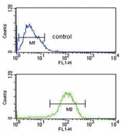 Flow cytometry testing of human MCF7 cells with Peptide YY antibody; Blue=isotype control, Green= Peptide YY antibody.