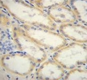 IHC testing of FFPE human kidney tissue with G6PC antibody. HIER: steam section in pH6 citrate buffer for 20 min and allow to cool prior to staining.