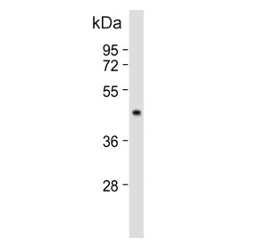 Western blot testing of human HepG2 cell lysate with G6PC antibody. Predicted molecular weight ~41 kDa.