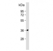 Western blot testing of human MCF7 cell lysate with Mitoferrin-2 antibody. Predicted molecular weight ~39 kDa.