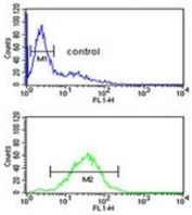 Flow cytometry testing of human Jurkat cells with Mitoferrin-2 antibody; Blue=isotype control, Green= Mitoferrin-2 antibody.