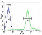 Flow cytometry testing of human CCRF-CEM cells with Teashirt homolog 2 antibody; Blue=isotype control, Green= Teashirt homolog 2 antibody.