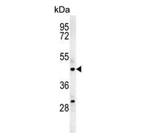 Western blot testing of mouse testis tissue lysate with AMSH-like protease antibody. Predicted molecular weight ~50 kDa.