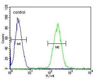 Flow cytometry testing of human CCRF-CEM cells with AMSH-like protease antibody; Blue=isotype control, Green= AMSH-like protease antibody.
