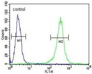 Flow cytometry testing of human NCI-H460 cells with CYRIA antibody; Blue=isotype control, Green= CYRIA antibody.