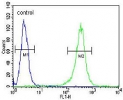 Flow cytometry testing of human NCI-H460 cells with CYRIA antibody; Blue=isotype control, Green= CYRIA antibody.