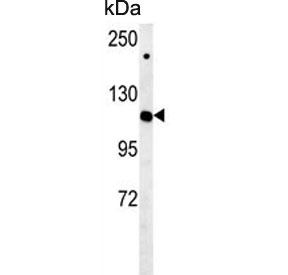 Western blot testing of mouse NIH 3T3 cell lysate with IPO7 antibody. Predicted molecular weight ~120 kDa.