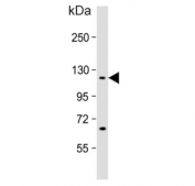 Western blot testing of human HeLa cell lysate with IPO7 antibody. Predicted molecular weight ~120 kDa.