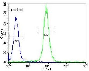 Flow cytometry testing of human WiDr cells with DAAM1 antibody; Blue=isotype control, Green= DAAM1 antibody.