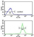 Flow cytometry testing of human HEK293 cells with Phospholipid-transporting ATPase IG antibody; Blue=isotype control, Green= Phospholipid-transporting ATPase IG antibody.