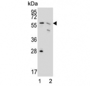 Western blot testing of human 1) HEK293 and 2) MCF7 cell lysate with PGD antibody. Predicted molecular weight ~53 kDa.