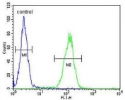 Flow cytometry testing of human MDA-MB-231 cells with PRB2 antibody; Blue=isotype control, Green= PRB2 antibody.