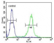 Flow cytometry testing of human HEK293 cells with STEA2 antibody; Blue=isotype control, Green= STEA2 antibody.