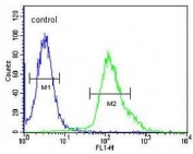 Flow cytometry testing of human HEK293 cells with FGFBP3 antibody; Blue=isotype control, Green= FGFBP3 antibody.