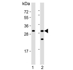 Western blot testing of human 1) brain and 2) HL60 cell lysate with FGFBP3 antibody. Predicted molecular weight ~28 kDa.