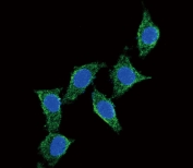 Immunofluorescent staining human HEK293 cells with ADCYAP1 antibody (green) and DAPI nuclear stain (blue).