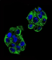 Immunofluorescent staining of human HepG2 cells with Paraoxonase 2 antibody (green) and DAPI nuclear stain (blue).