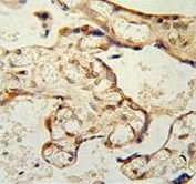IHC testing of FFPE human placental tissue with Paraoxonase 2 antibody. HIER: steam section in pH6 citrate buffer for 20 min and allow to cool prior to staining.