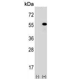 Western blot testing of 1) non-transfected and 2) transfected 293 cell lysate with DNAJA1 antibody.