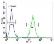 Flow cytometry testing of human MCF7 cells with DNAJA1 antibody; Blue=isotype control, Green= DNAJA1 antibody.