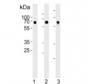 Western blot testing of human 1) heart, 2) skeletal muscle and 3) liver tissue lysate with Cryptochrome 2 antibody. Predicted molecular weight ~67 kDa.