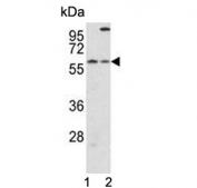 Western blot testing of 1) mouse liver and 2) human HepG2 cell lysate with Cryptochrome 2 antibody. Predicted molecular weight ~67 kDa.