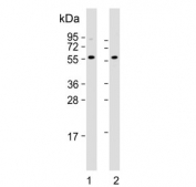 Western blot testing of human 1) HeLa and 2) HL60 cell lysate with Presenilin 1 antibody. Predicted molecular weight ~53 kDa.