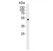 Western blot testing of mouse liver tissue lysate with Pdgfd antibody. Predicted molecular weight ~43 kDa.