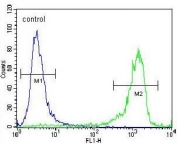 Flow cytometry testing of human NCI-H460 cells with Calcipressin-2 antibody; Blue=isotype control, Green= Calcipressin-2 antibody.